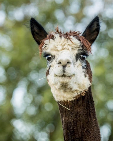 Alpaca Portrait II