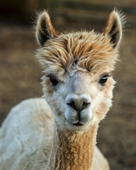 Alpaca Portrait V