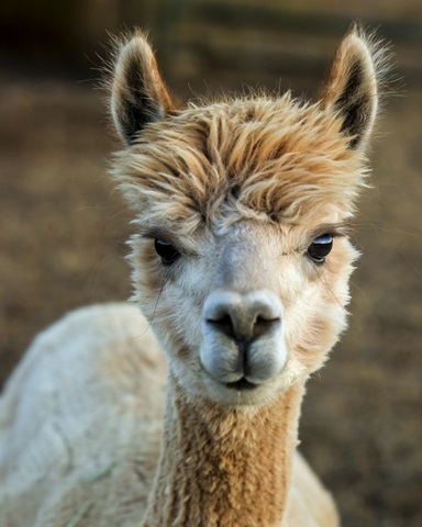Alpaca Portrait V