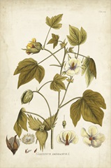 Elegant Botanical I
