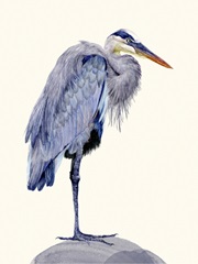 Heron Study II