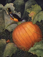 Oriole and Pumpkin