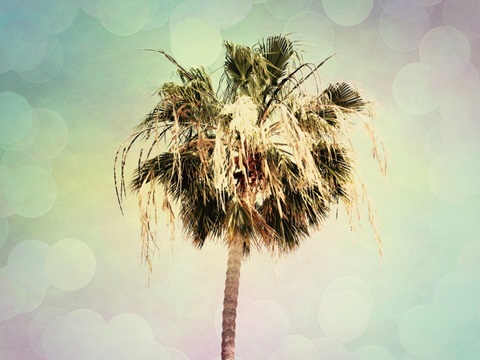 Palm Trees III