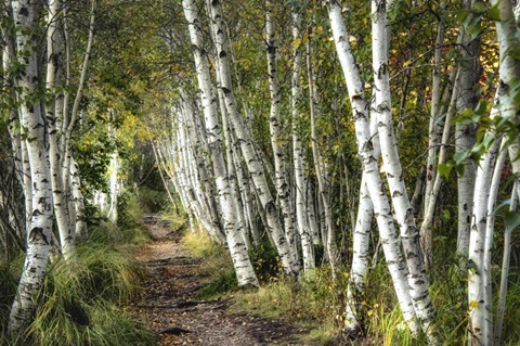 A Walk Through the Birch Trees
