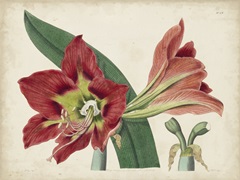 Amaryllis Splendor I