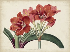 Amaryllis Splendor II