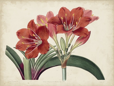 Amaryllis Splendor II