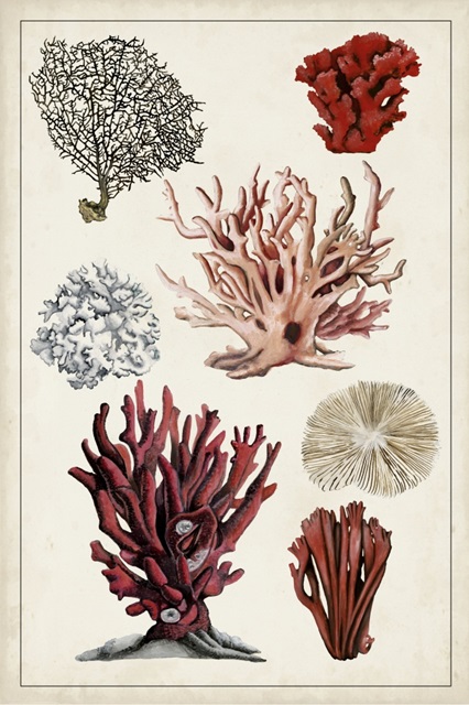 Antique Coral Study I