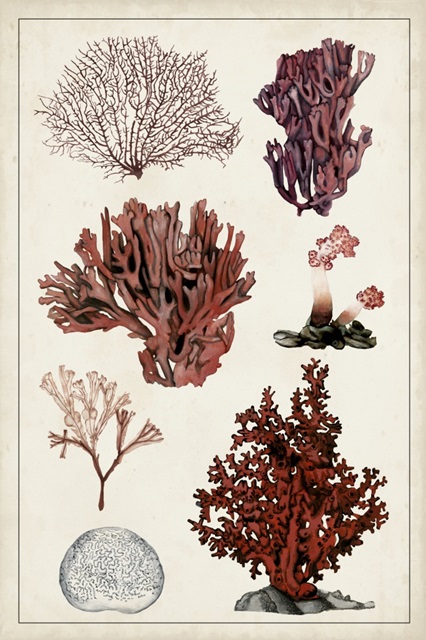 Antique Coral Study II