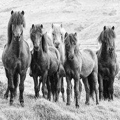 BandW Horses VIII