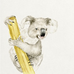 Baby Koala II
