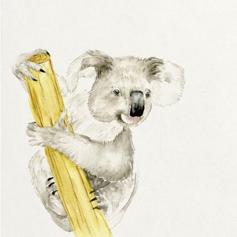 Baby Koala II