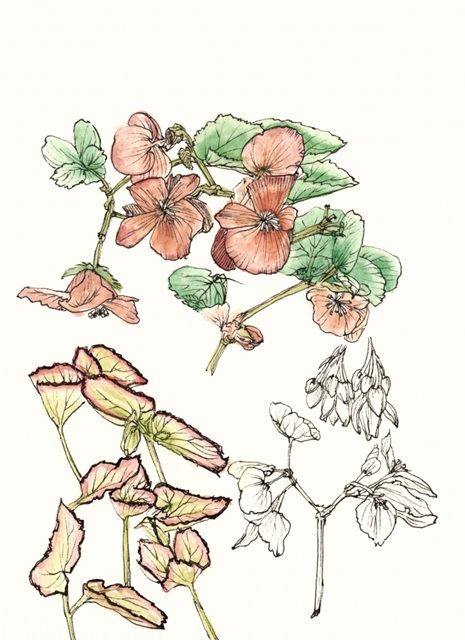 Begonia Study