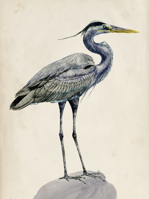 Blue Heron Rendering I