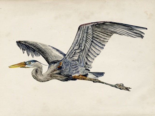 Blue Heron Rendering III