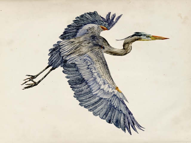Blue Heron Rendering IV