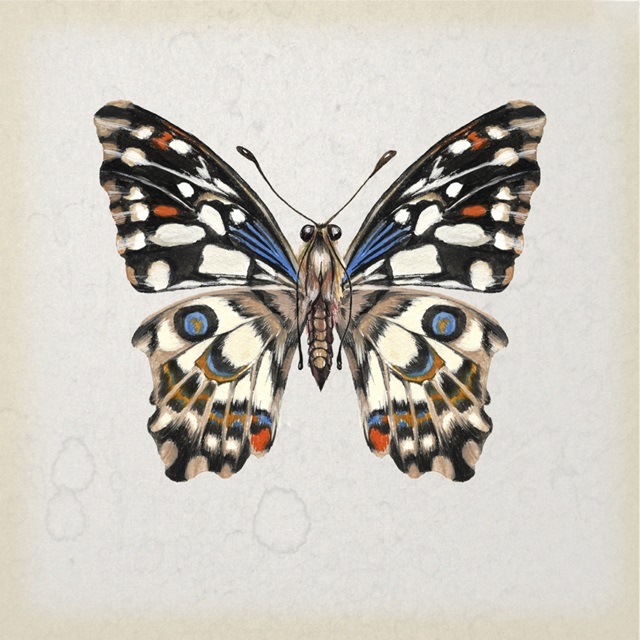 Butterfly Study II