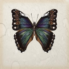 Butterfly Study III