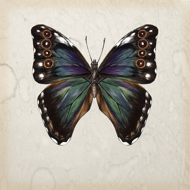 Butterfly Study III