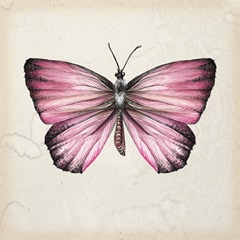 Butterfly Study IV