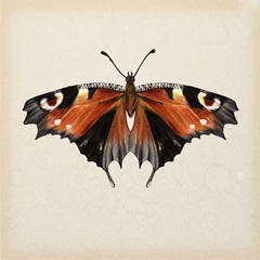 Butterfly Study V