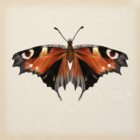 Butterfly Study V