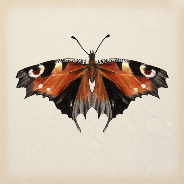 Butterfly Study V