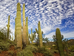 Cacti View III