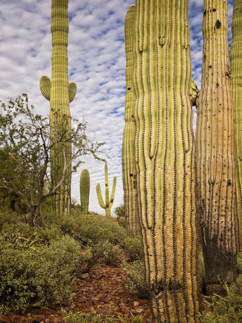 Cacti View IV