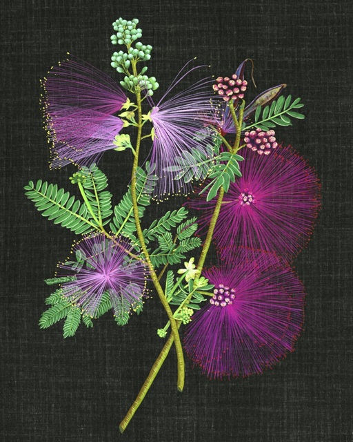 Calliandra Surinamensis I