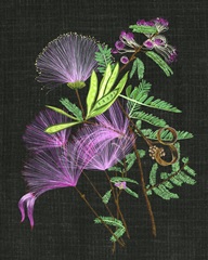 Calliandra Surinamensis II