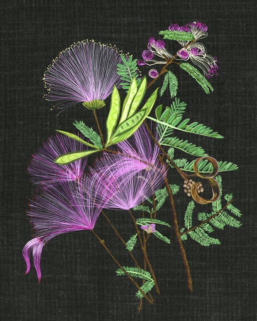Calliandra Surinamensis II