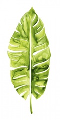 Banana Leaf Study I
