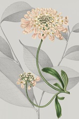 Botanical Arrangement I