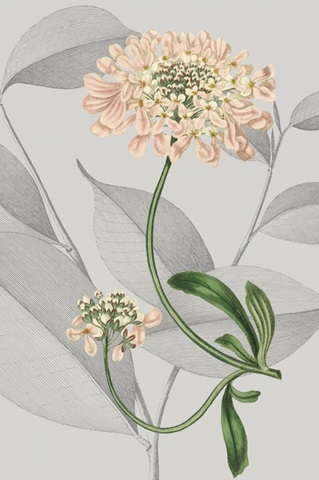 Botanical Arrangement I