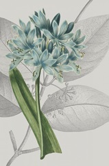 Botanical Arrangement II