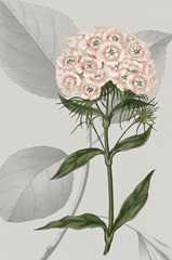 Botanical Arrangement III