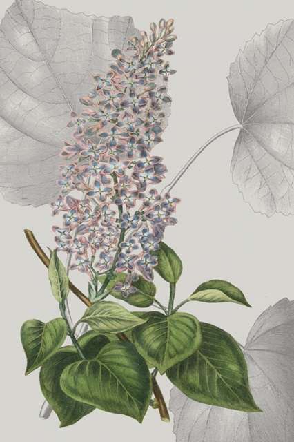 Botanical Arrangement IV