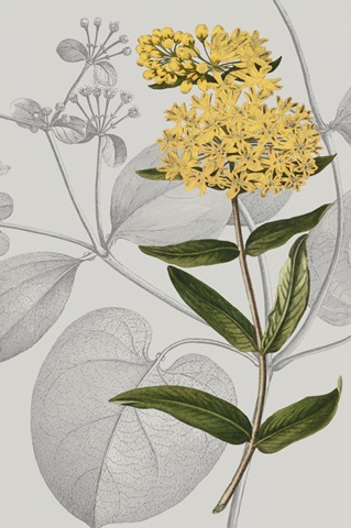 Botanical Arrangement V