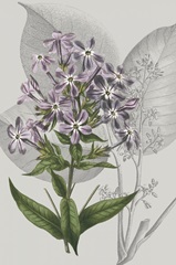 Botanical Arrangement VI