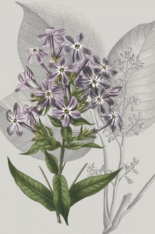 Botanical Arrangement VI