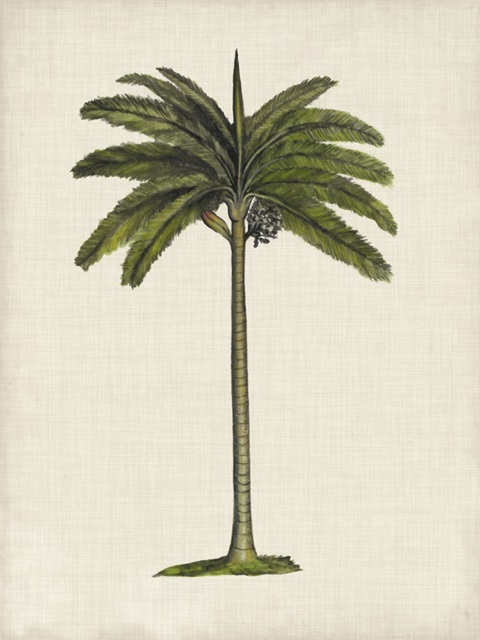 British Palms IV