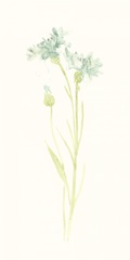 Cornflower Study I