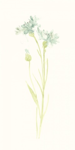 Cornflower Study I