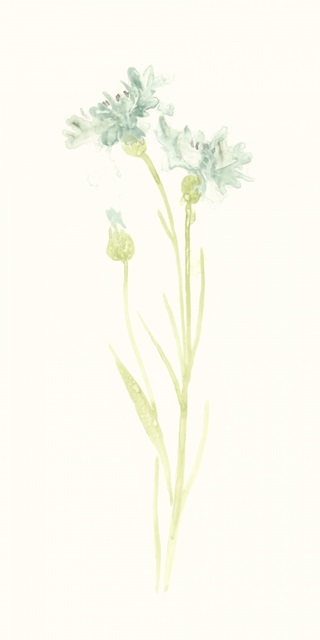 Cornflower Study I