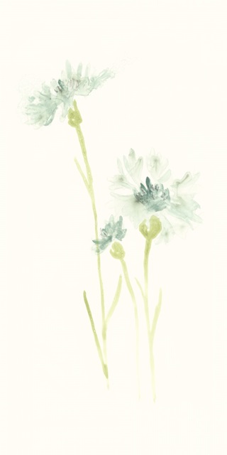 Cornflower Study III