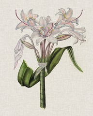 Crinium Lily II