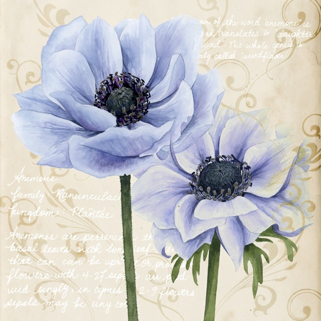 Elegant Anemone I