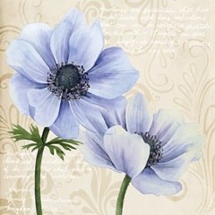 Elegant Anemone II