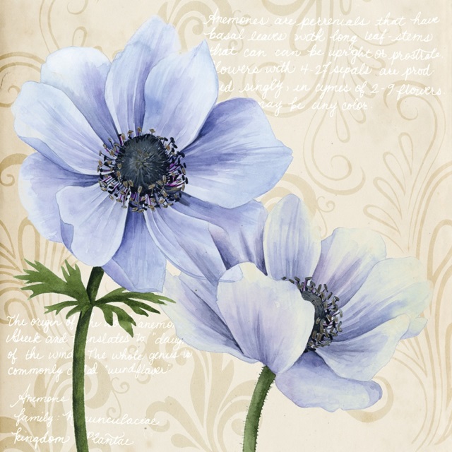 Elegant Anemone II